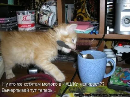 маленькі кошенята