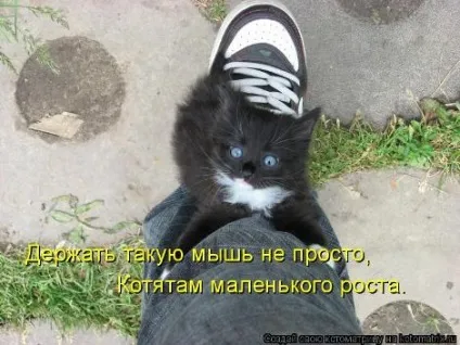 маленькі кошенята