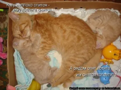 маленькі кошенята