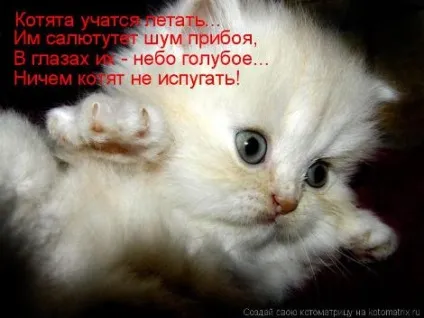 маленькі кошенята