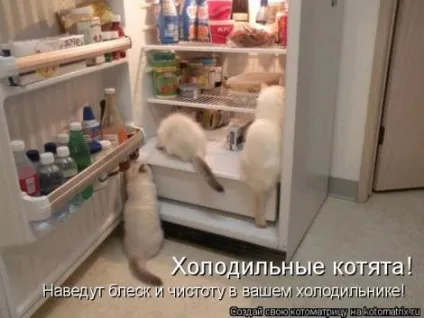маленькі кошенята