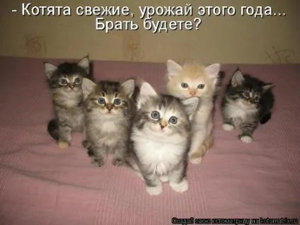 маленькі кошенята