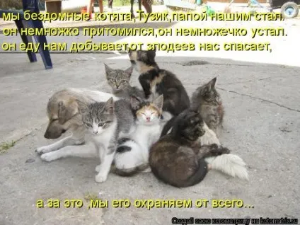 маленькі кошенята