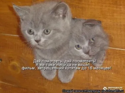 маленькі кошенята