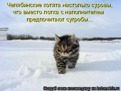маленькі кошенята