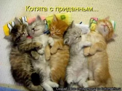 маленькі кошенята