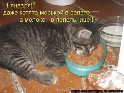 маленькі кошенята