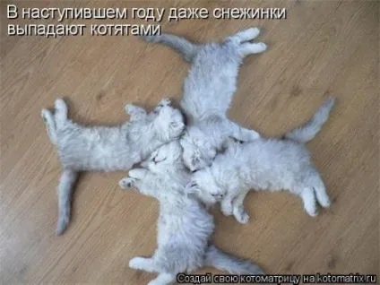 маленькі кошенята