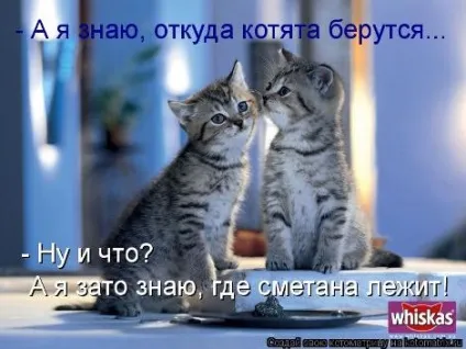 маленькі кошенята