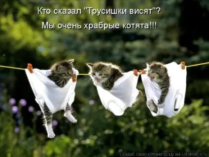 маленькі кошенята
