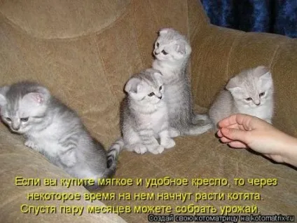 маленькі кошенята