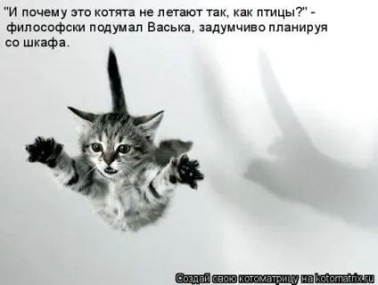 маленькі кошенята