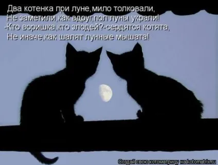 маленькі кошенята