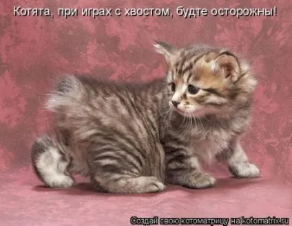 маленькі кошенята
