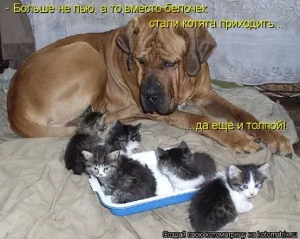 маленькі кошенята