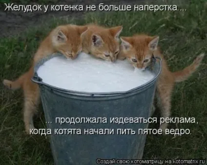 маленькі кошенята