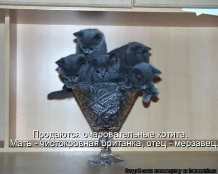 маленькі кошенята