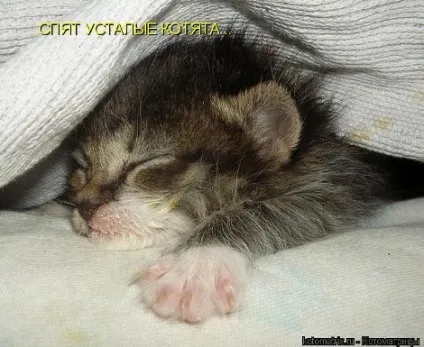 маленькі кошенята