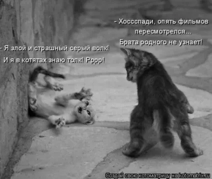 маленькі кошенята