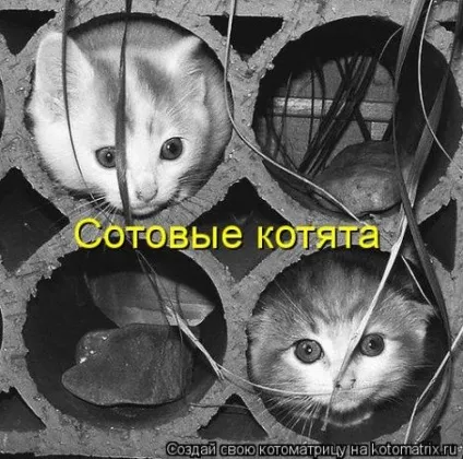 маленькі кошенята