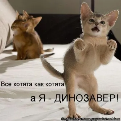 маленькі кошенята