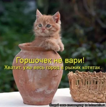 маленькі кошенята