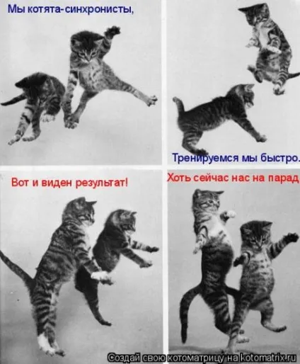 маленькі кошенята