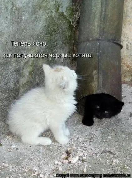 маленькі кошенята