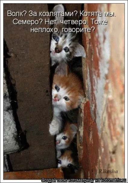 маленькі кошенята