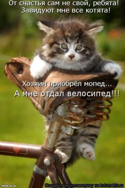 маленькі кошенята