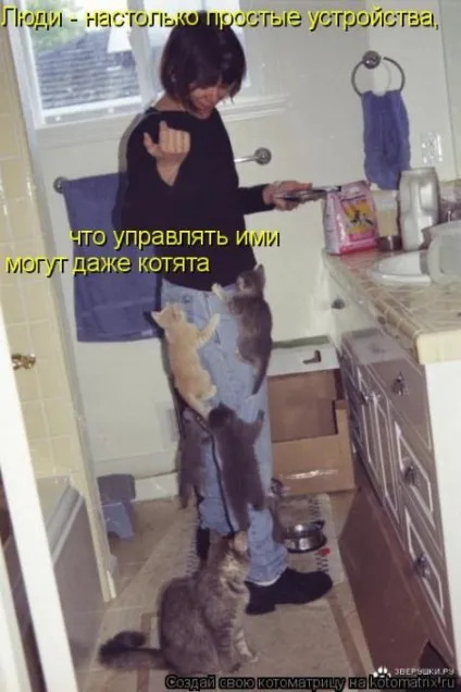 маленькі кошенята