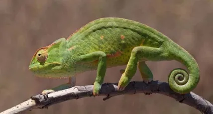 майстри маскування