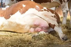 Містить у корови як його лікувати в домашніх умовах, небезпека субклінічного маститу, профілактика (лікувати) Містить у корови як його лікувати в домашніх умовах, небезпека субклінічного маститу, профілактика