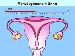 Місячні після лапароскопії яєчників (місячні) Місячні після лапароскопії яєчників