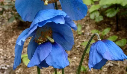 Меконопсис гімалайський мак вирощування з насіння, посадка і догляд (фото) (меконопсіс) Меконопсис гімалайський мак вирощування з насіння, посадка і догляд (фото)