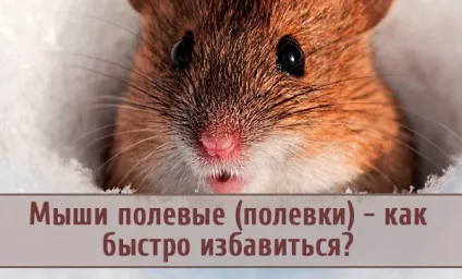 Миші польові (полівки) - як швидко і ефективно позбутися (позбутися) Миші польові (полівки) - як швидко і ефективно позбутися