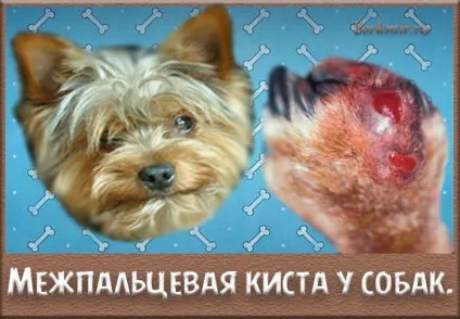 Межпальцевая кіста у собак, симптоми, лікування (симптоми) Межпальцевая кіста у собак, симптоми, лікування