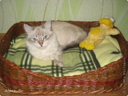 Місце для кошенят - місце для кошеняти, як правильно підготувати квартиру до (місце) Місце для кошенят - місце для кошеняти, як правильно підготувати квартиру до