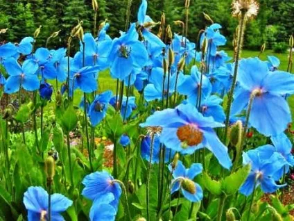 Меконопсис (блакитний мак) посадка і догляд, фото (діаметрі сантиметрів Колірна) Меконопсис (блакитний мак) посадка і догляд, фото