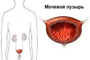 Сечовий міхур будова, анатомія, основні функції (анатомія) Сечовий міхур будова, анатомія, основні функції