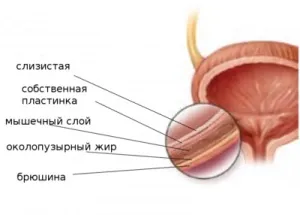Сечовий міхур будова, анатомія, основні функції (основні) Сечовий міхур будова, анатомія, основні функції