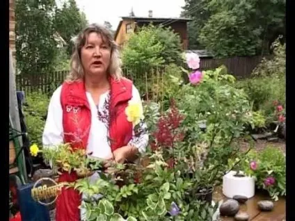 Багаторічні рослини для північних широт, фото і відео про сортах і догляді за невибагливими культурами (широт) Багаторічні рослини для північних широт, фото і відео про сортах і догляді за невибагливими культурами