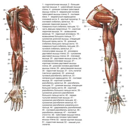 М'язи плечей і рук, дельти, біцепси, трицепси, передпліччя