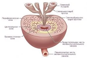 Союз Аполлон прилад для лікування передміхурової залози у чоловіків (лікування) Союз Аполлон прилад для лікування передміхурової залози у чоловіків