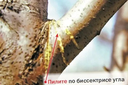 Способи обрізки плодових дерев, 6 соток (дерев) Способи обрізки плодових дерев, 6 соток