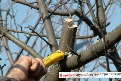 Способи обрізки плодових дерев, 6 соток (дерев) Способи обрізки плодових дерев, 6 соток