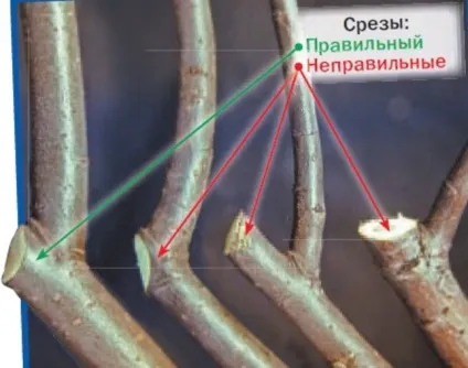 Способи обрізки плодових дерев, 6 соток (дерев) Способи обрізки плодових дерев, 6 соток