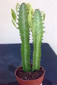 Молочай трикутний догляд, розмноження, пересадка (молочай) Молочай трикутний догляд, розмноження, пересадка