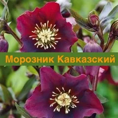 Морозник кавказький для схуднення (схуднення) Морозник кавказький для схуднення