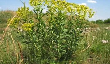 Молочай беложильчатая догляд в домашніх умовах, розмноження живцями, як обрізати, фото (умовах) Молочай беложильчатая догляд в домашніх умовах, розмноження живцями, як обрізати, фото